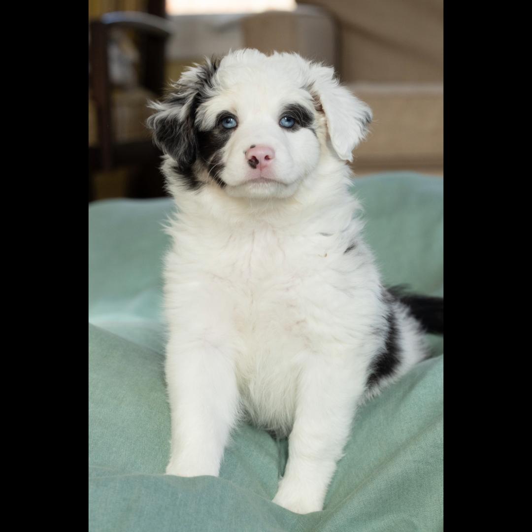 Dundee, a ADOPTABLE mixed breed image 5/5