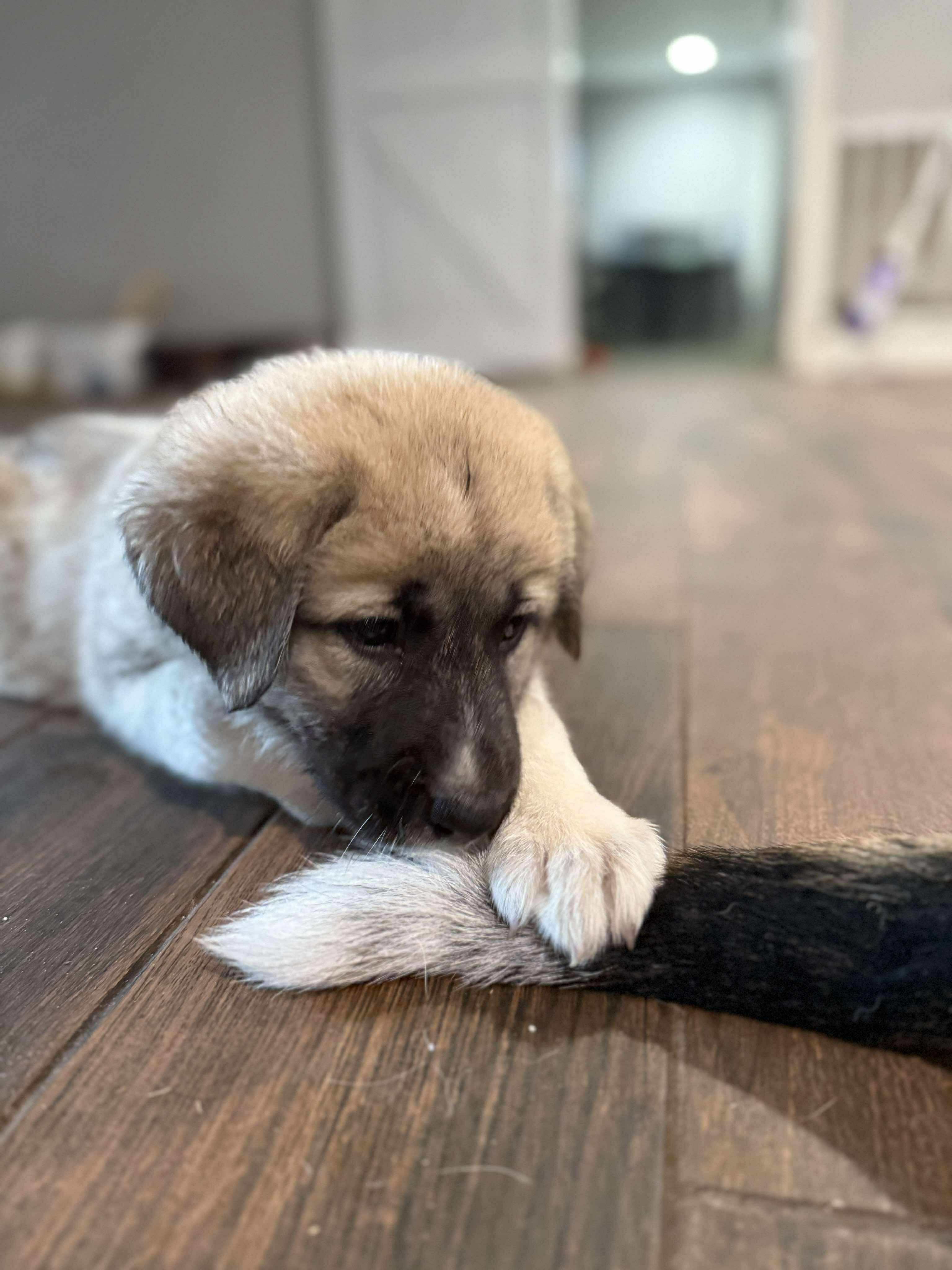 Athena, an adoptable Anatolian Shepherd, Great Pyrenees in Bozeman, MT, 59715 | Photo Image 5