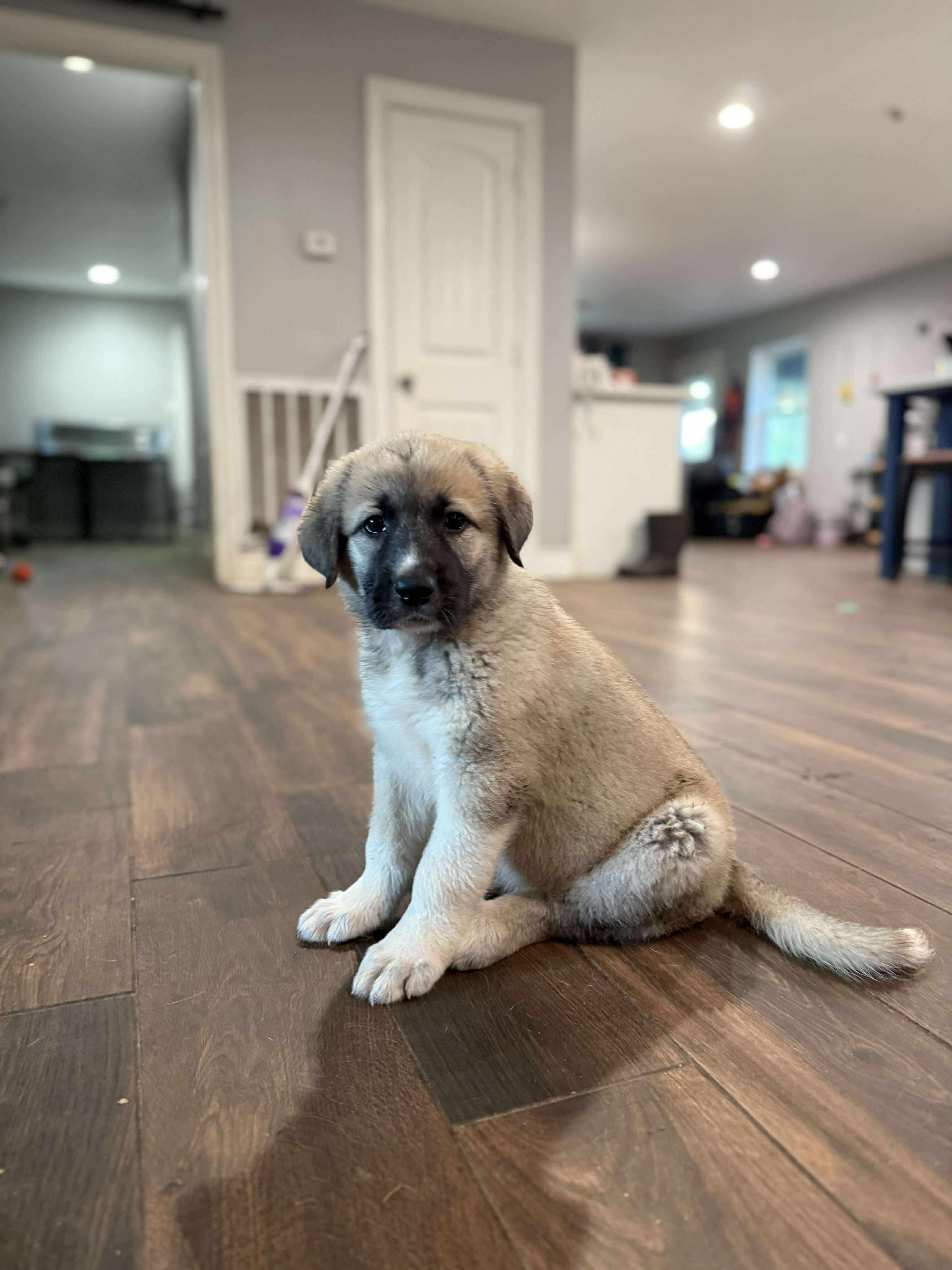 Athena, an adoptable Anatolian Shepherd, Great Pyrenees in Bozeman, MT, 59715 | Photo Image 6