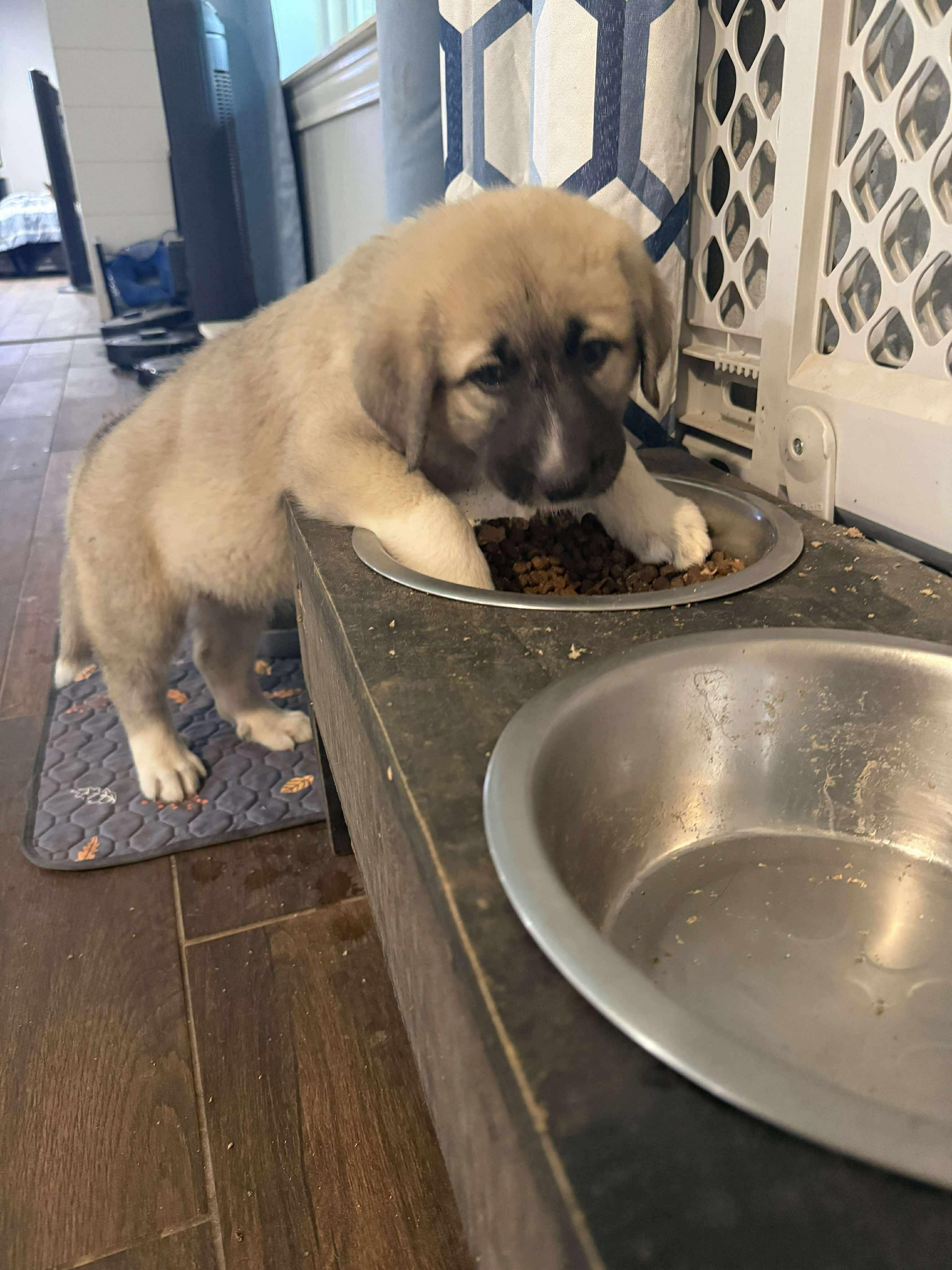 Athena, an adoptable Anatolian Shepherd, Great Pyrenees in Bozeman, MT, 59715 | Photo Image 4