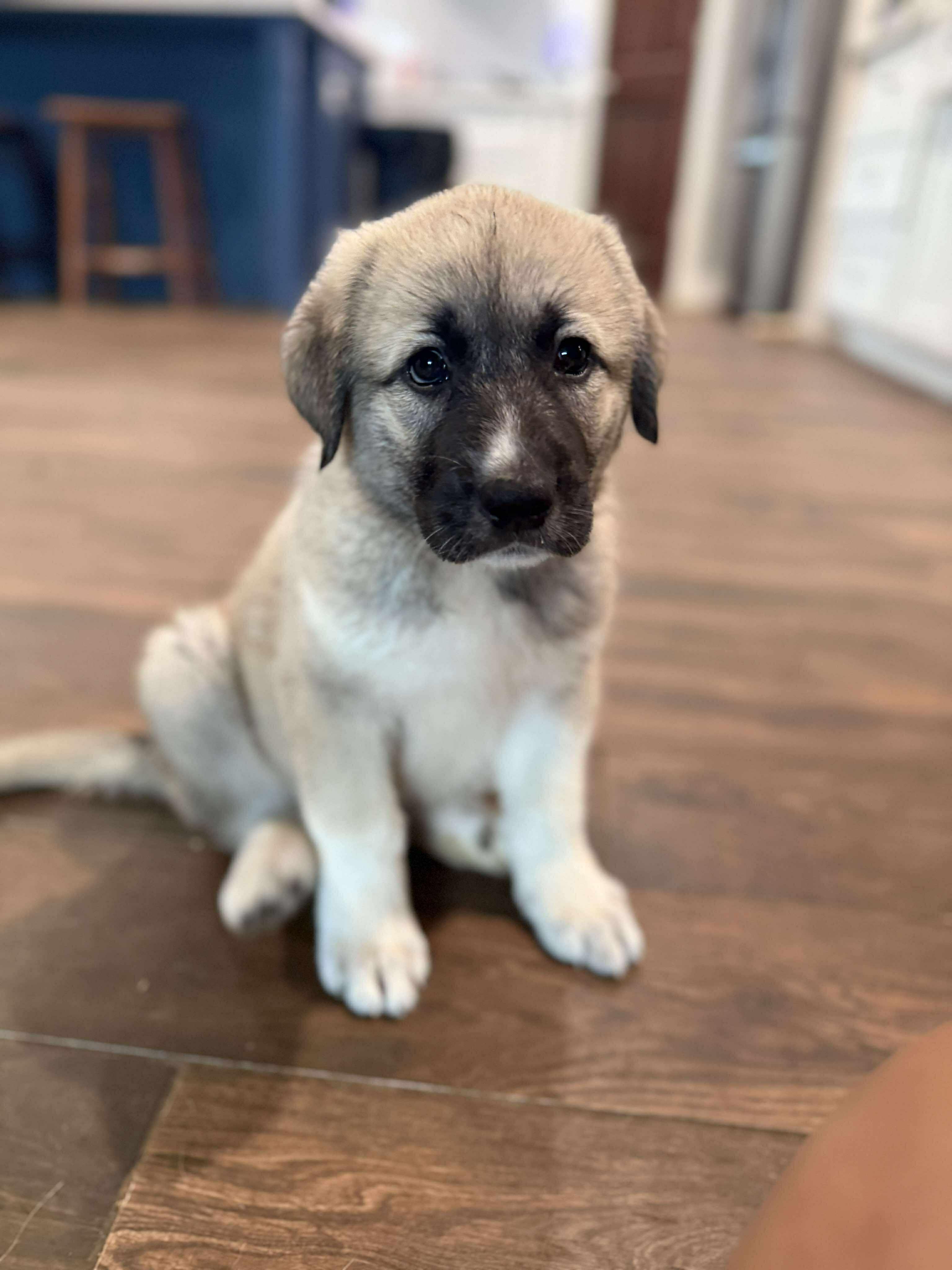Athena, an adoptable Anatolian Shepherd, Great Pyrenees in Bozeman, MT, 59715 | Photo Image 1