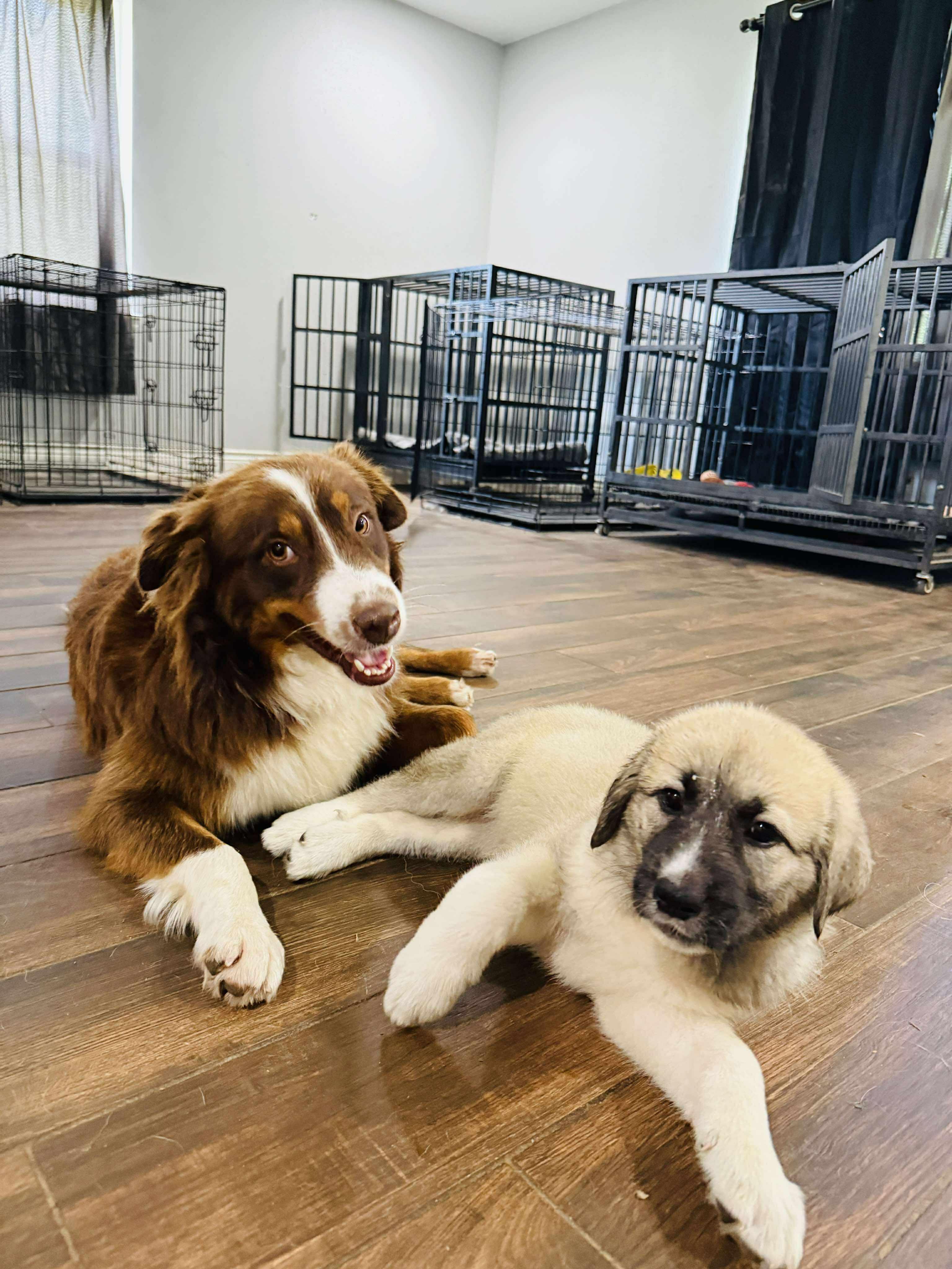 Athena, an adoptable Anatolian Shepherd, Great Pyrenees in Bozeman, MT, 59715 | Photo Image 2