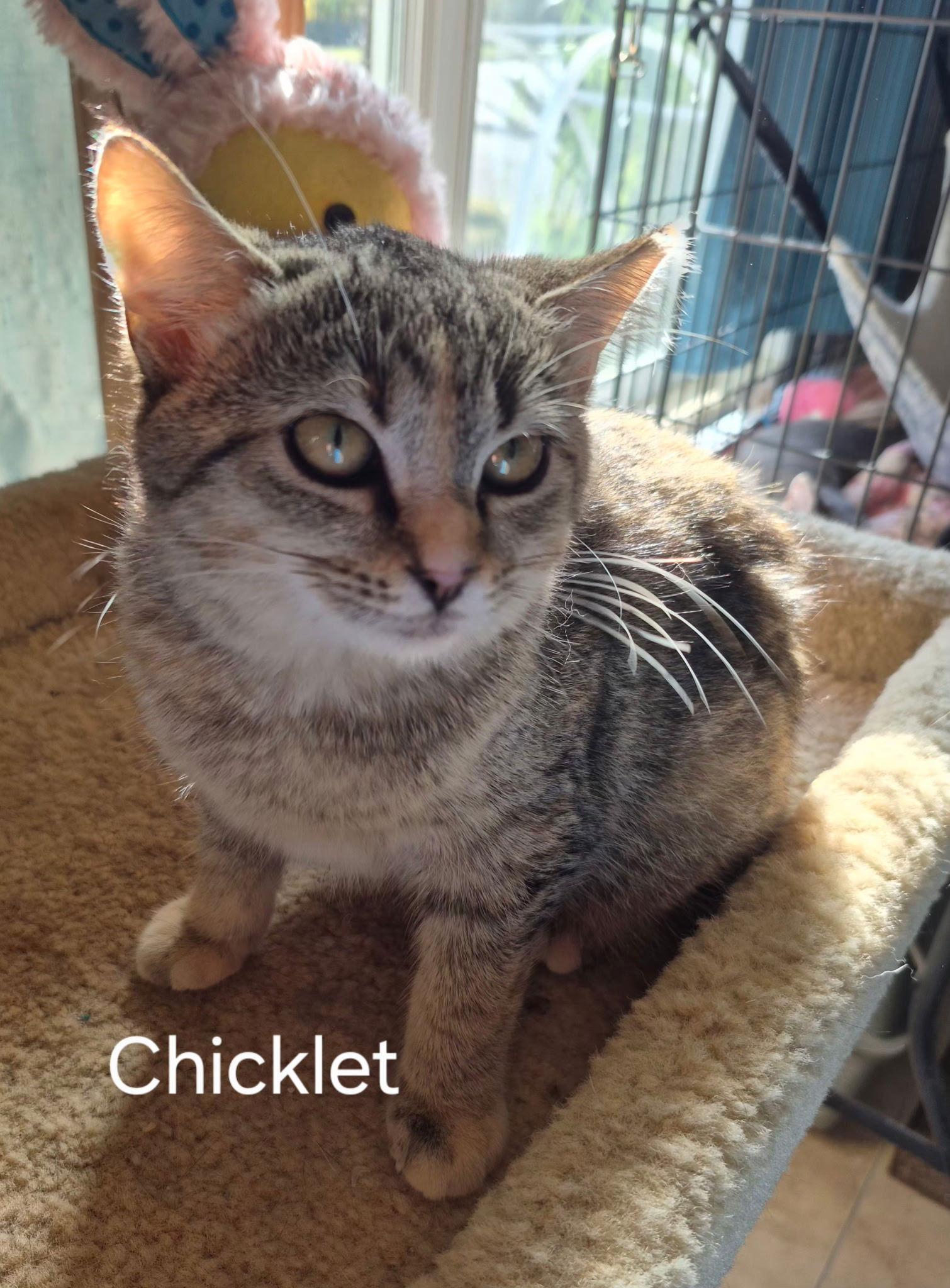 Enlarge Chicklet, a Adoptable Domestic Short Hair in Oviedo, FL image 1/1