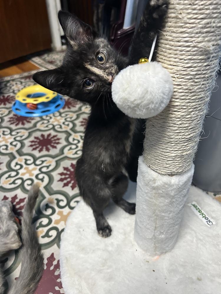 Sleepy, Adoptable, Kitten Female Domestic Short Hair.