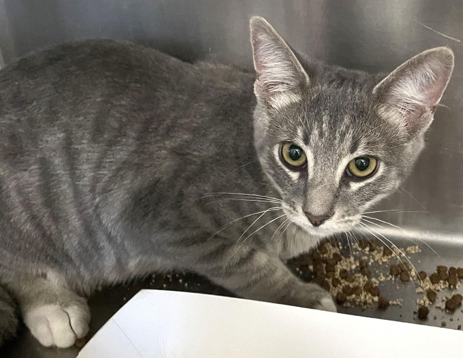 Floki, Adoptable, Young Male Tabby.