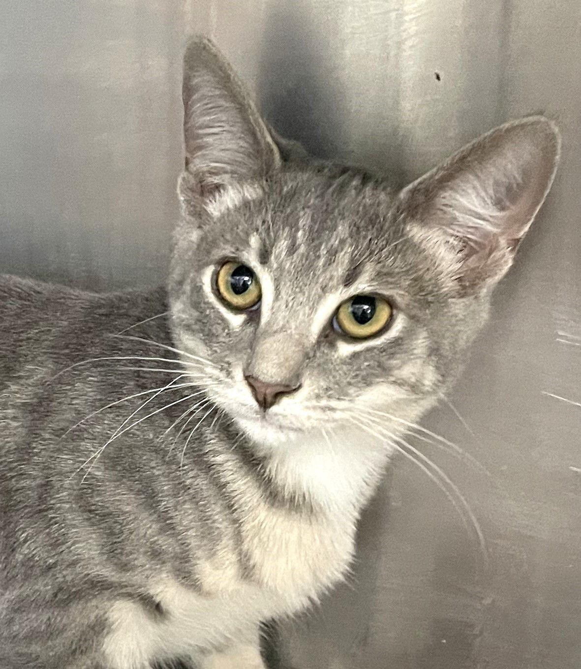 Floki, a Adoptable Tabby in Carrollton, GA image 2/3