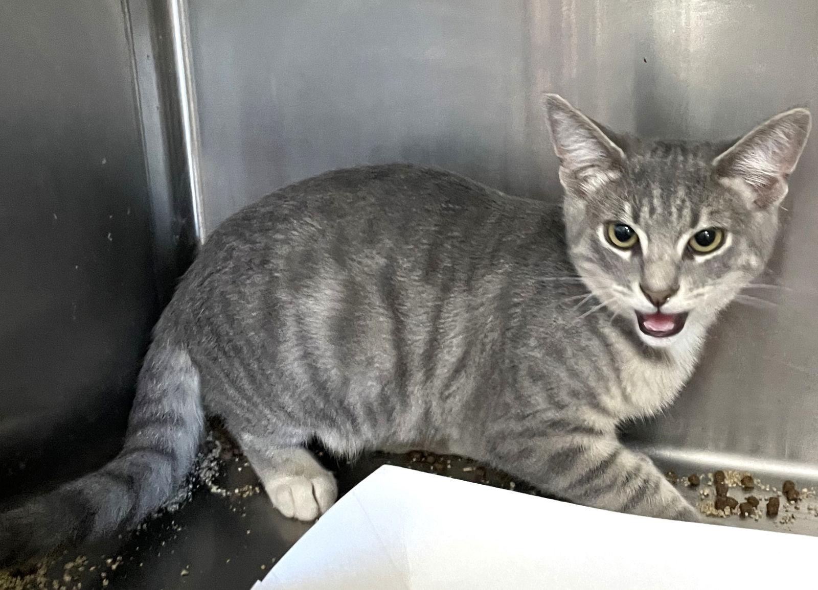 Floki, a Adoptable Tabby in Carrollton, GA image 3/3