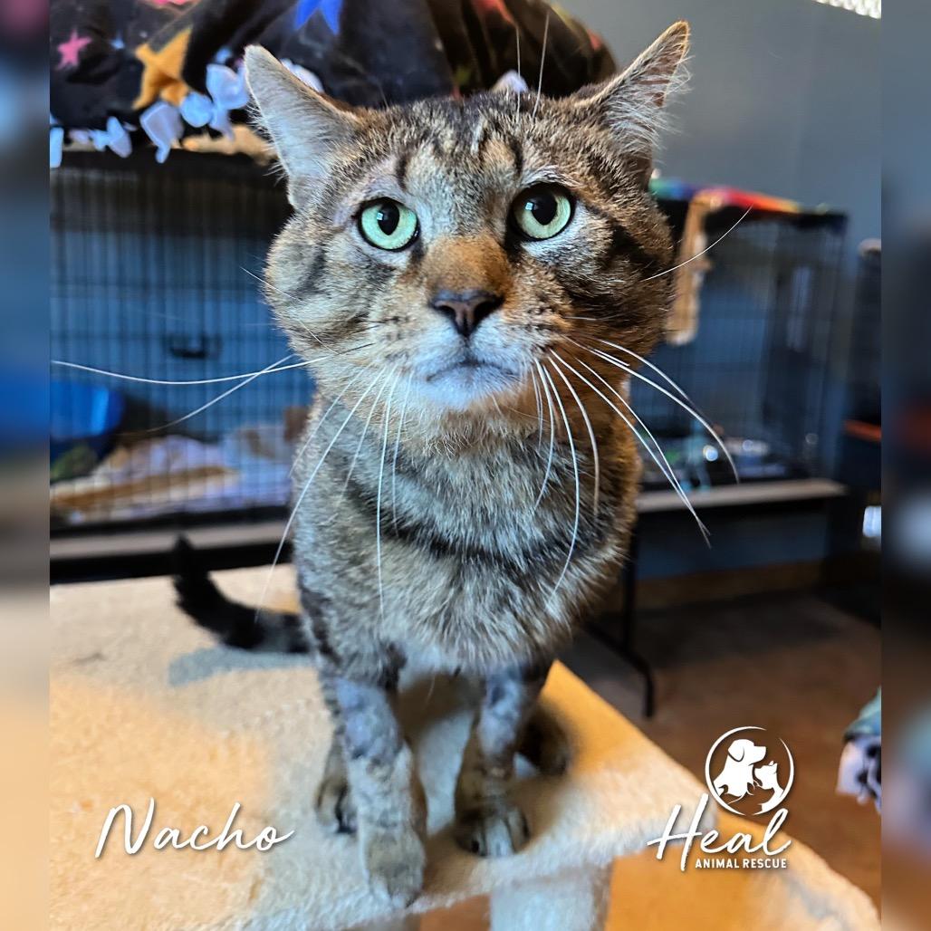 Nacho, Adoptable, Adult Male Domestic Short Hair.