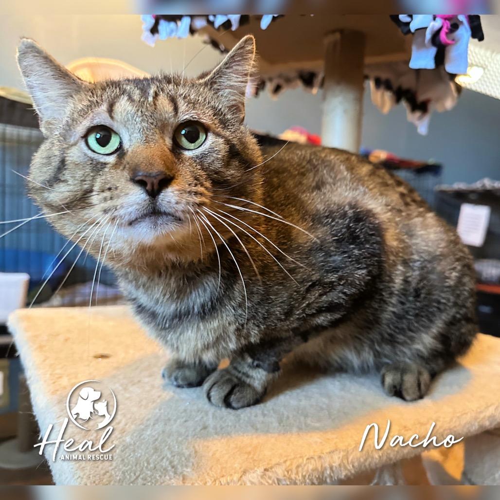 Enlarge Nacho, a Adoptable Domestic Short Hair in Youngwood, PA image 2/3