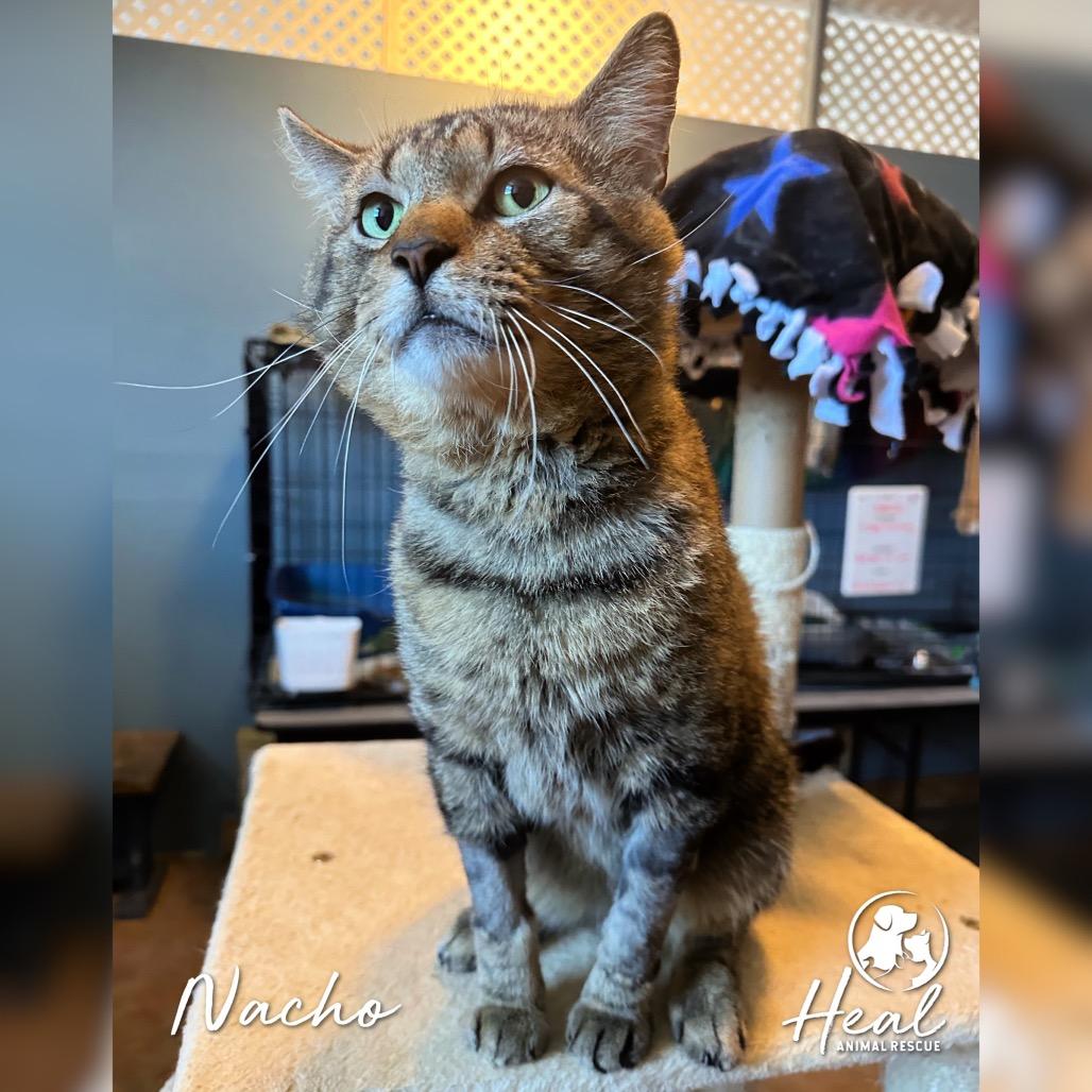 Enlarge Nacho, a Adoptable Domestic Short Hair in Youngwood, PA image 3/3