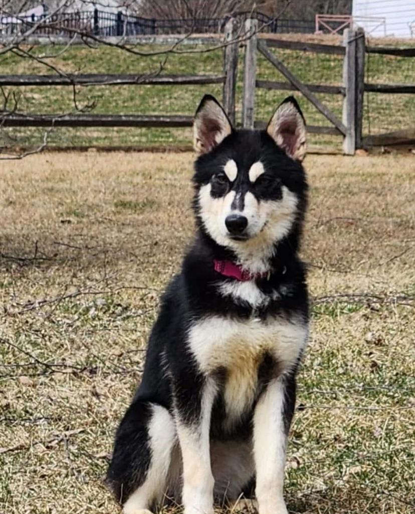 Luna photo 1