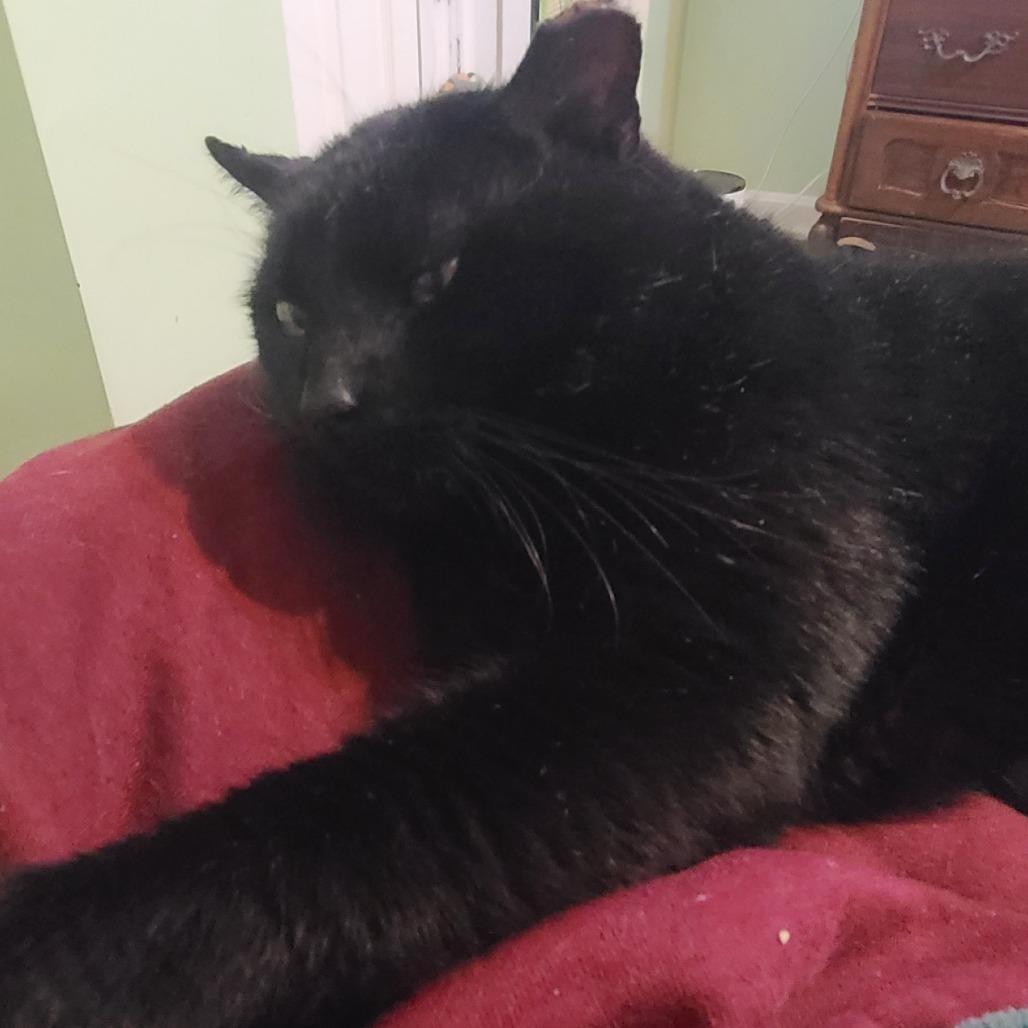 0226-34 Waldo, a Adoptable Domestic Short Hair in Abingdon, MD image 1/2