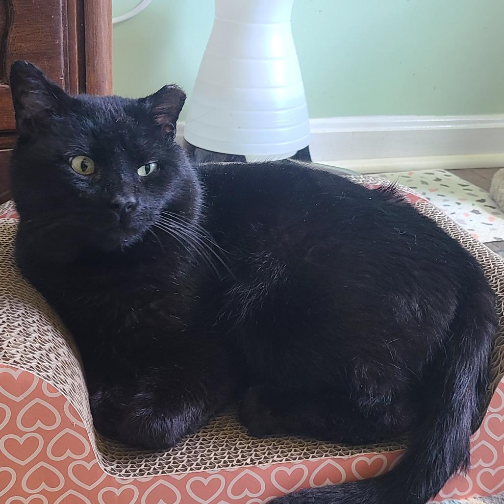 Enlarge 0226-34 Waldo, a Adoptable Domestic Short Hair in Abingdon, MD image 2/4