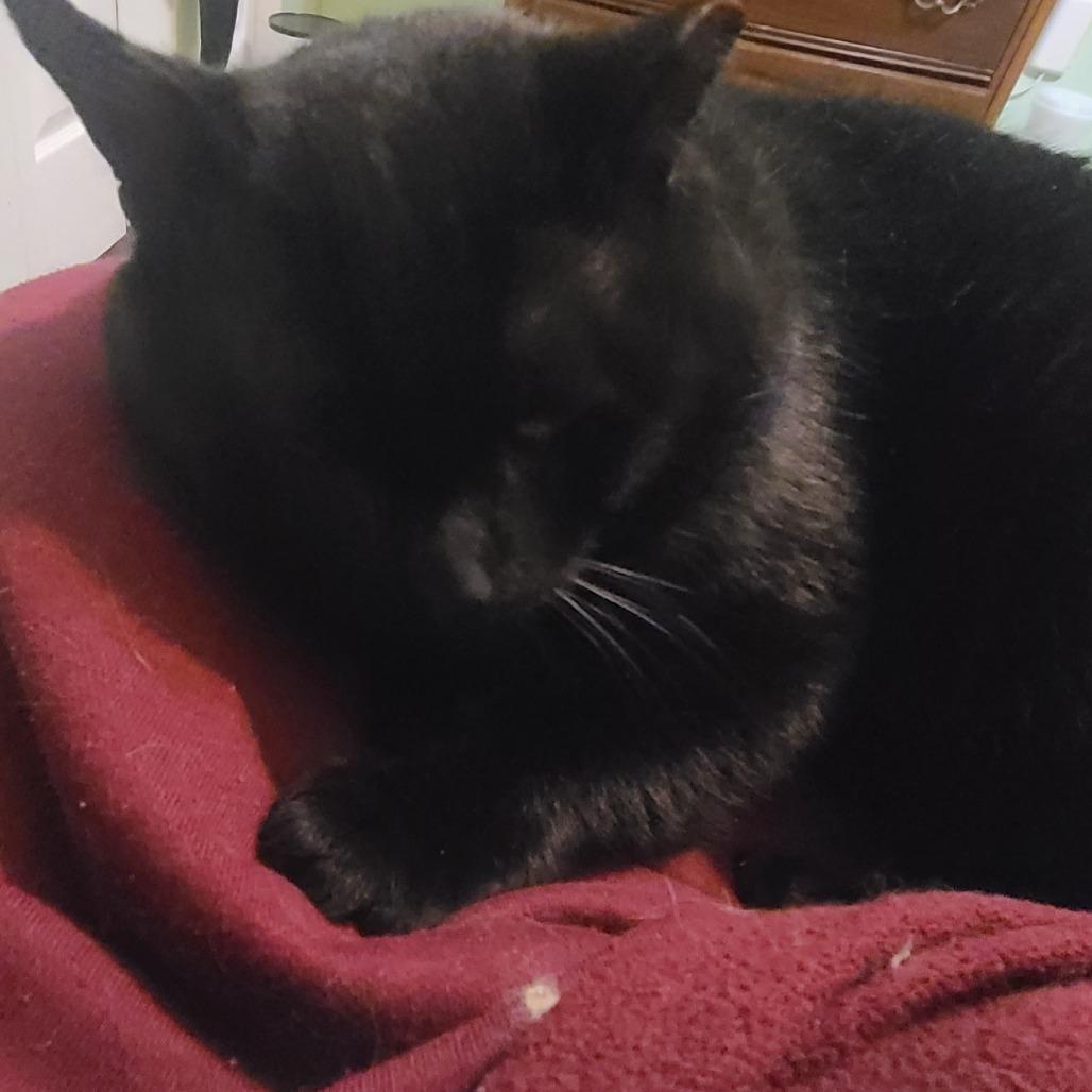 Enlarge 0226-34 Waldo, a Adoptable Domestic Short Hair in Abingdon, MD image 3/4