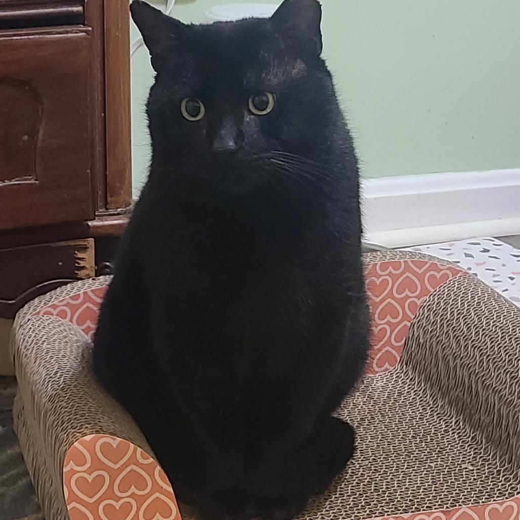 0226-34 Waldo, a Adoptable Domestic Short Hair in Abingdon, MD image 2/2