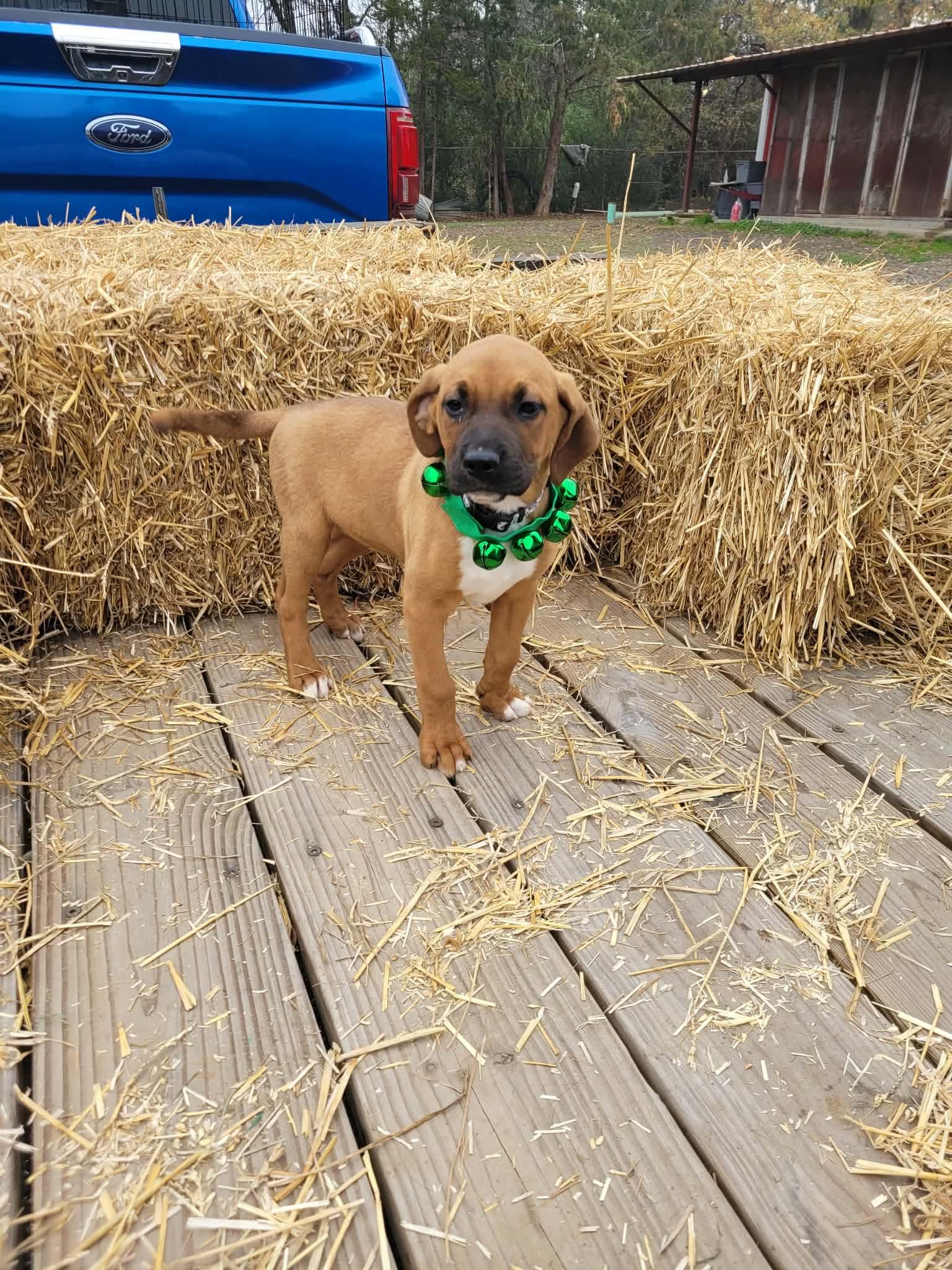 Leah, a ADOPTABLE mixed breed in White Lake, MI image 1/3