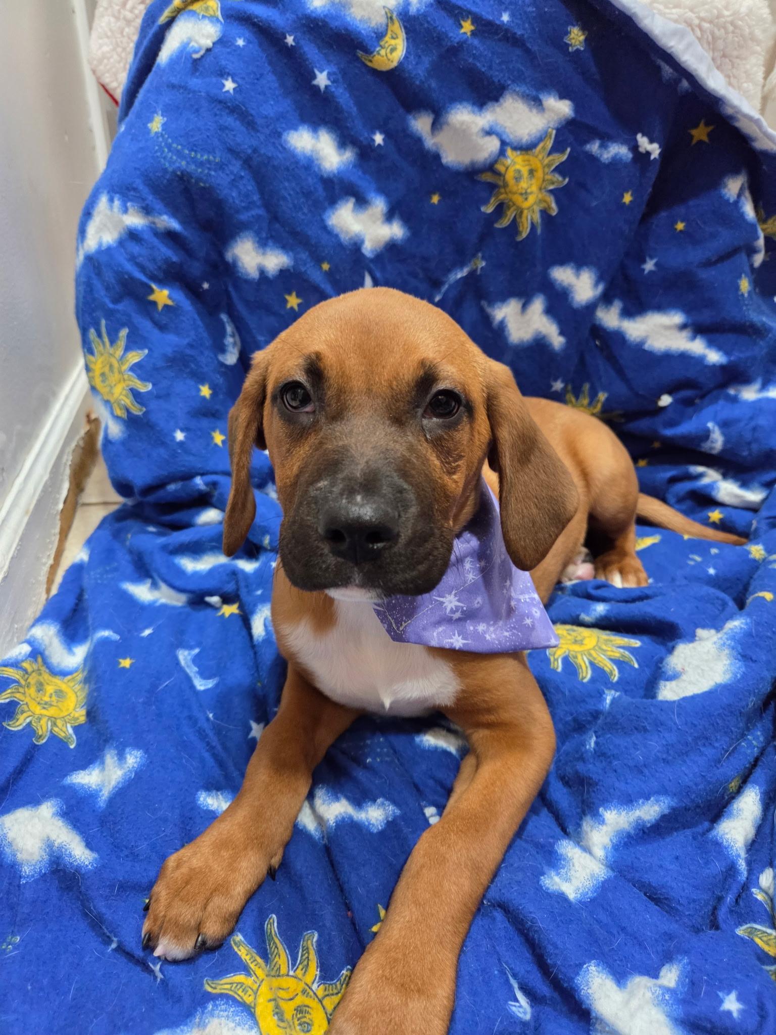 Enlarge Leah, an adopted mixed breed in White Lake, MI image 5/6