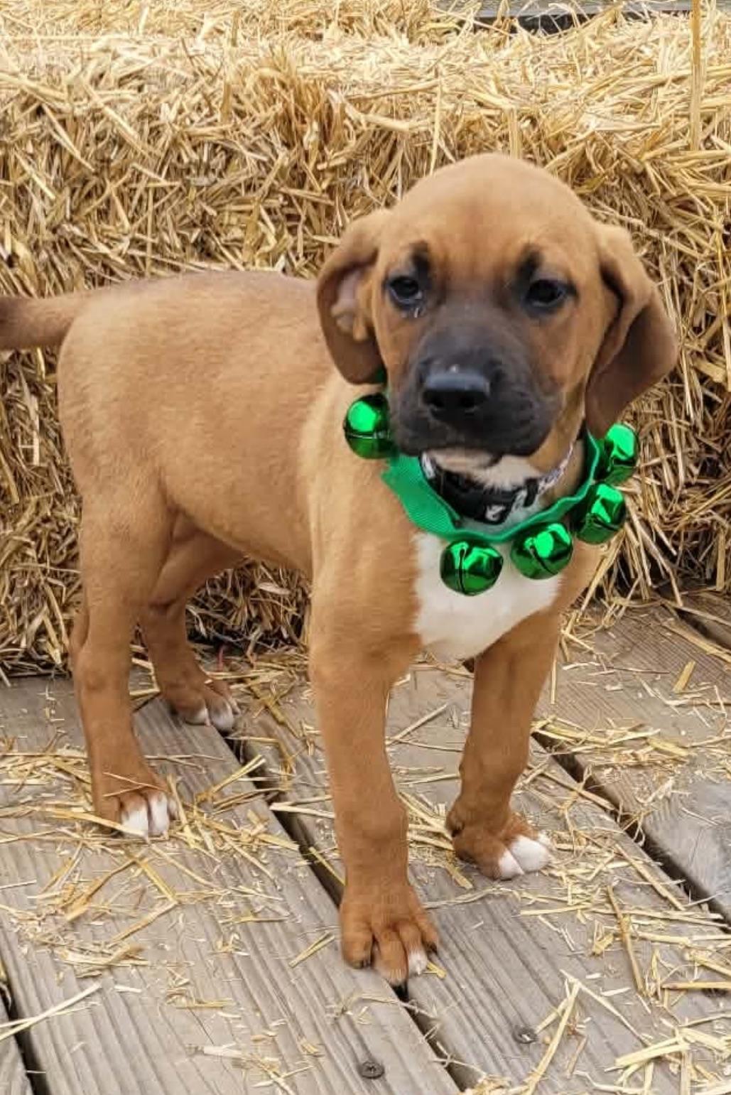 Leah, a ADOPTABLE mixed breed in White Lake, MI image 3/3