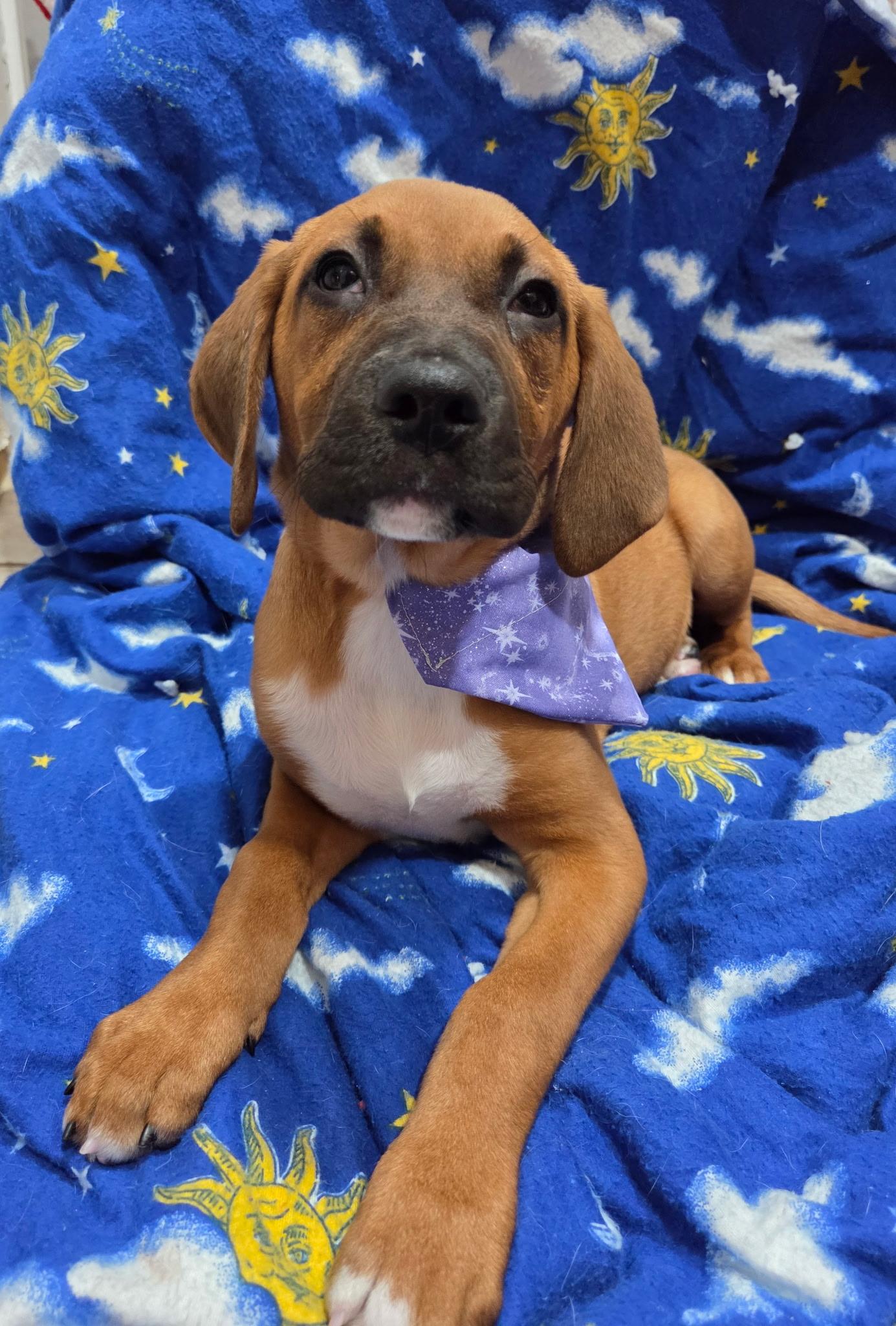 Enlarge Leah, an adopted mixed breed in White Lake, MI image 4/6