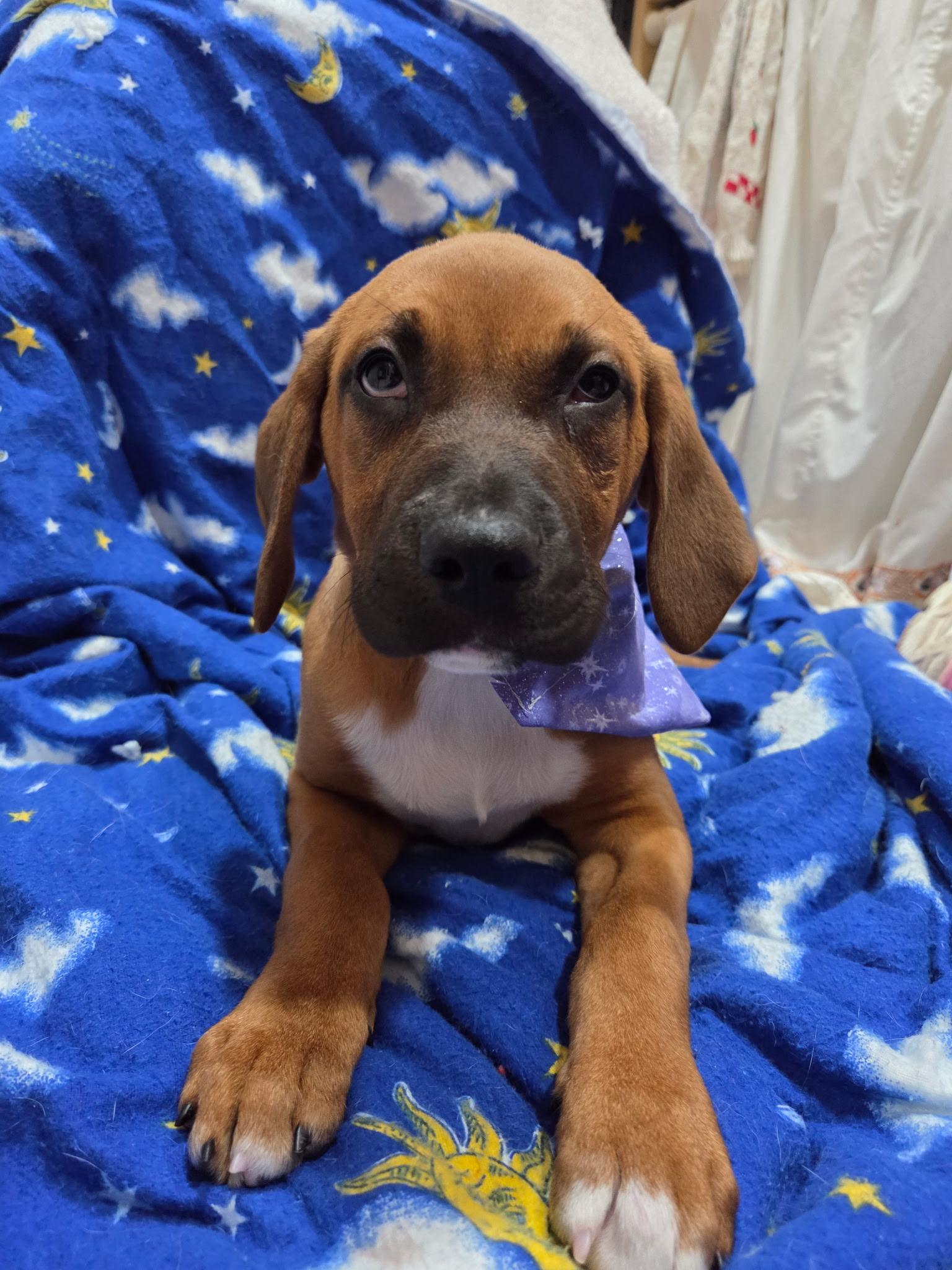 Enlarge Leah, an adopted mixed breed in White Lake, MI image 1/6