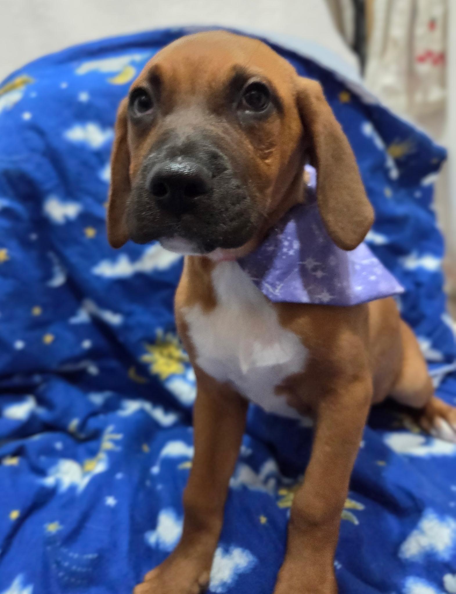 Enlarge Leah, an adopted mixed breed in White Lake, MI image 6/6