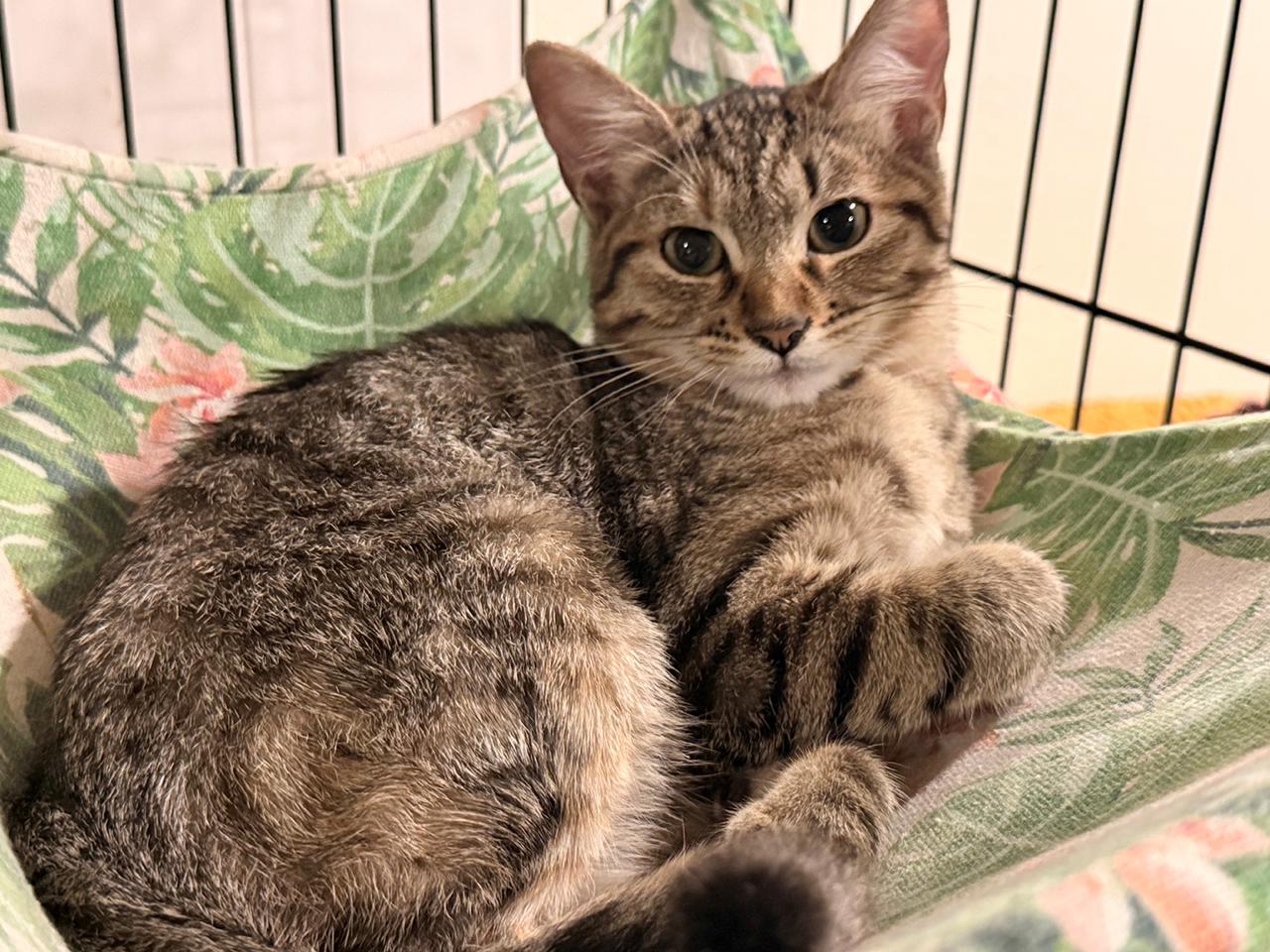 Enlarge Sabrina, a ADOPTABLE Tabby in Santa Maria, CA image 1/1