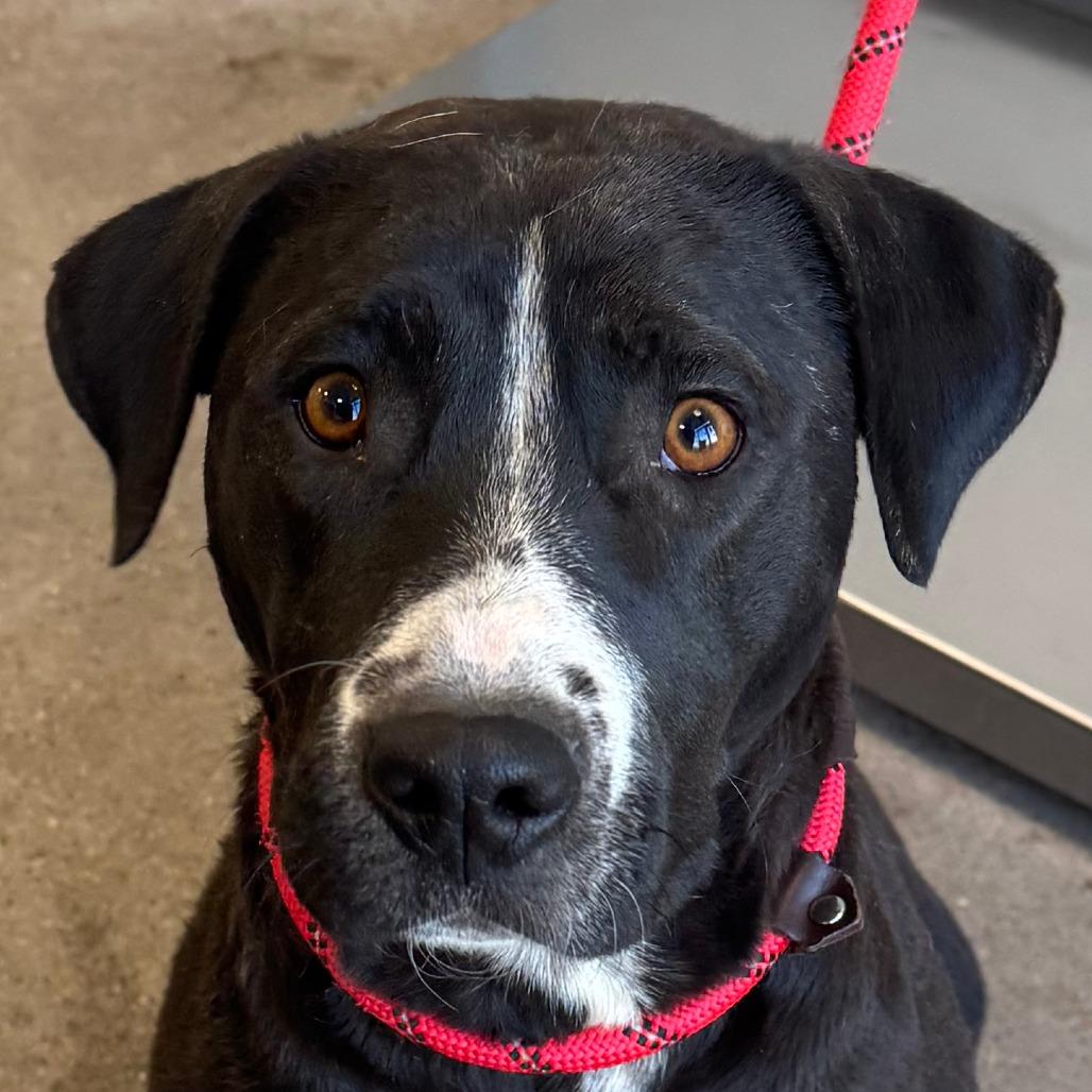 Lily, Adoptable, Adult Female Mixed Breed.