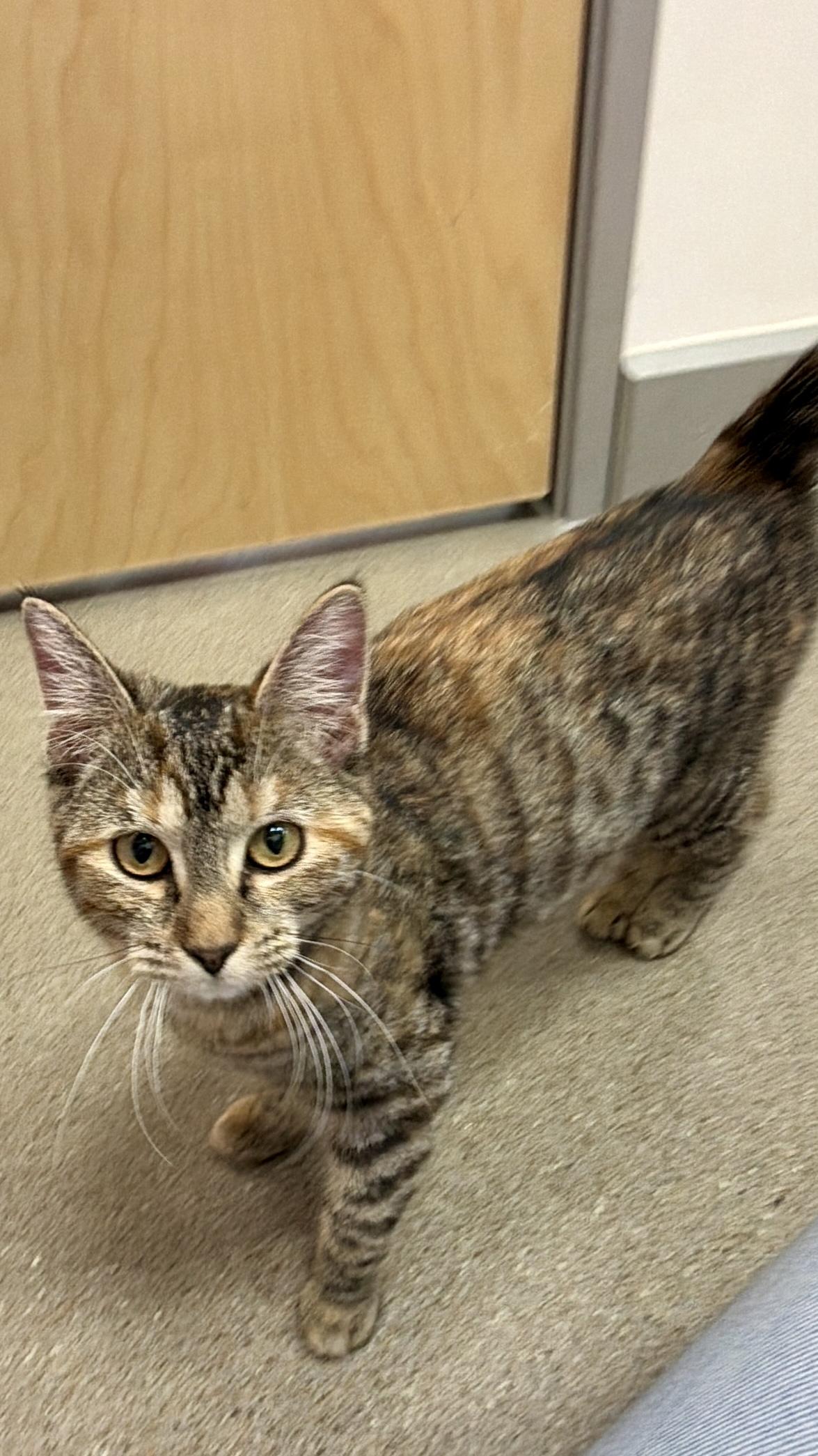 Enlarge Cheyenne, a ADOPTABLE Domestic Short Hair in Sedalia, MO image 2/4