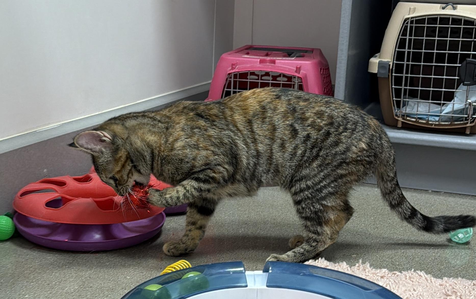 Enlarge Cheyenne, a ADOPTABLE Domestic Short Hair in Sedalia, MO image 3/4