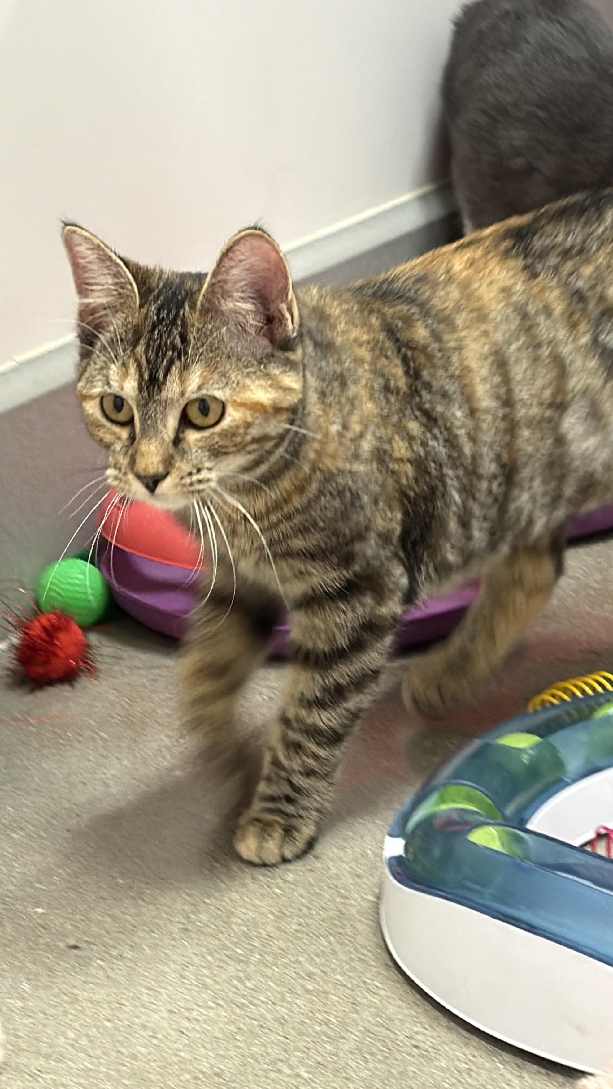 Cheyenne, ADOPTABLE, Kitten Female Domestic Short Hair.