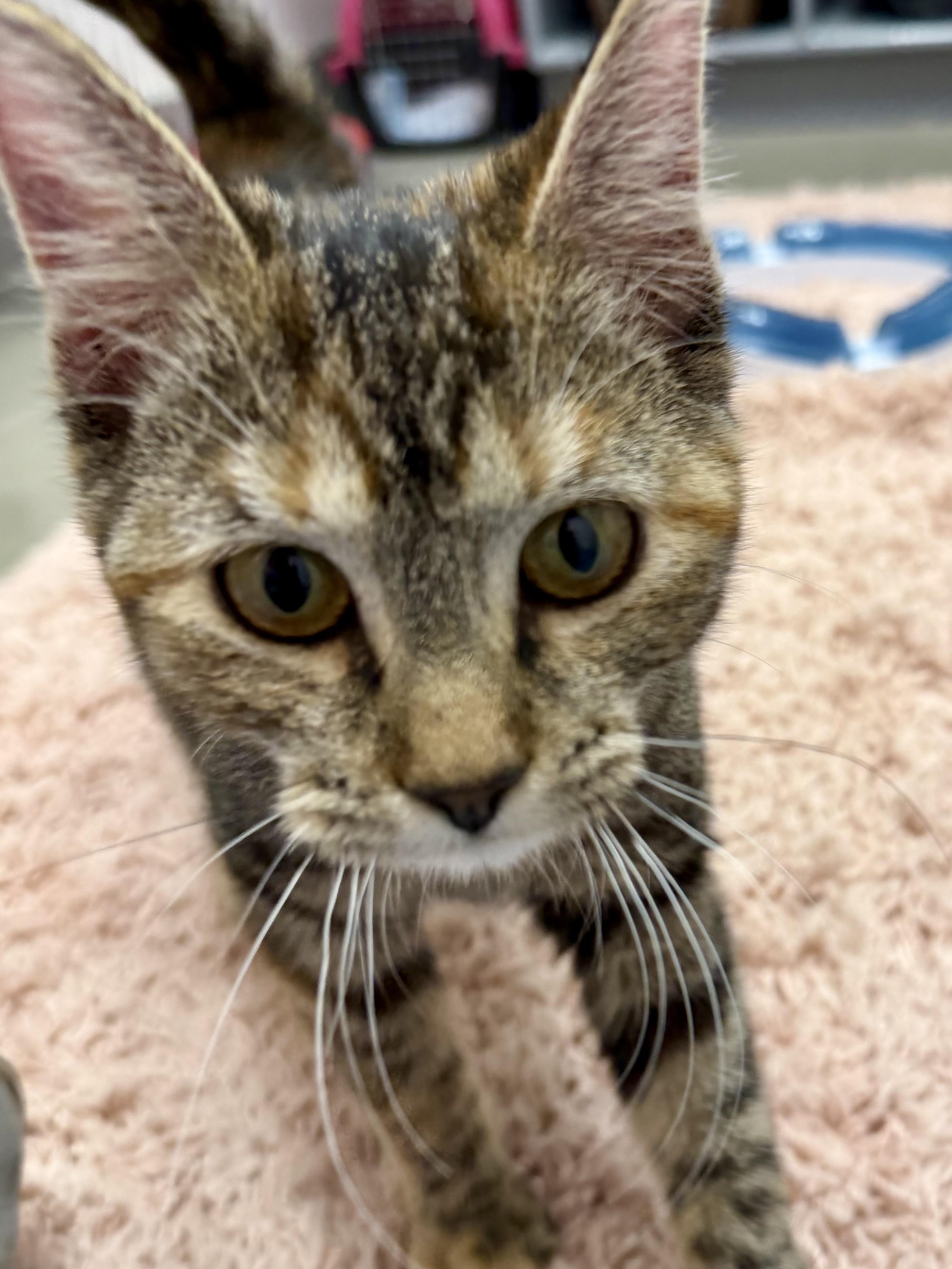 Enlarge Cheyenne, a ADOPTABLE Domestic Short Hair in Sedalia, MO image 4/4
