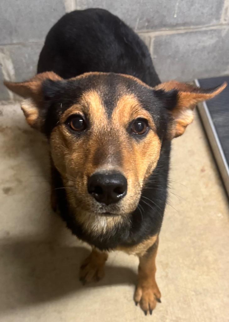 Tinsel, Adoptable, Young Female Mixed Breed.