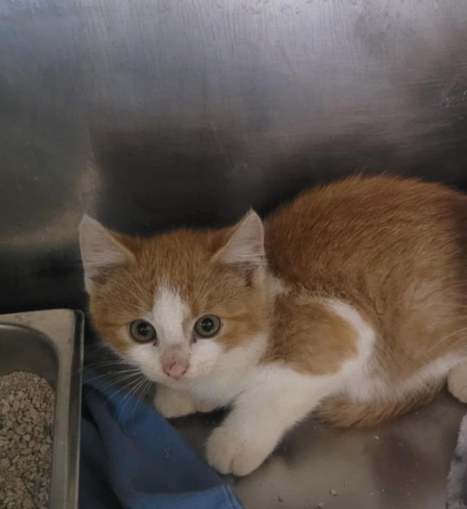 Chauncey, Adoptable, Young Male Domestic Short Hair.