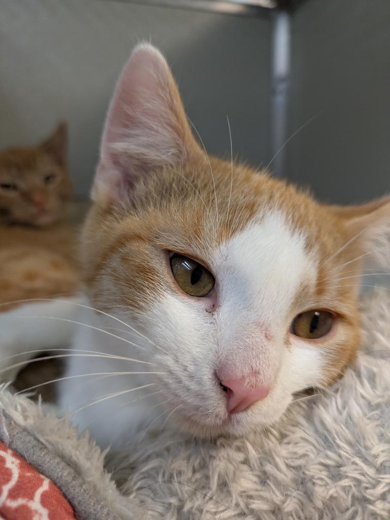 Enlarge Chauncey, a Adoptable mixed breed in Kodiak, AK image 2/3