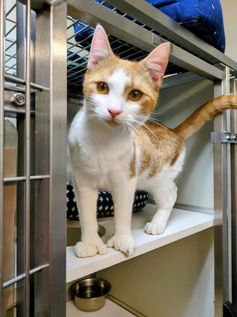 Enlarge Chauncey, a Adoptable mixed breed in Kodiak, AK image 3/3