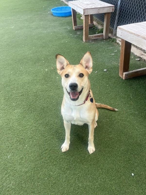 Enlarge Sunny, a Adoptable mixed breed in Fruit Heights, UT image 1/2
