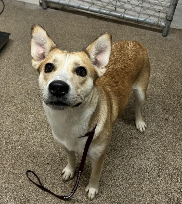 Enlarge Sunny, a Adoptable mixed breed in Fruit Heights, UT image 2/2
