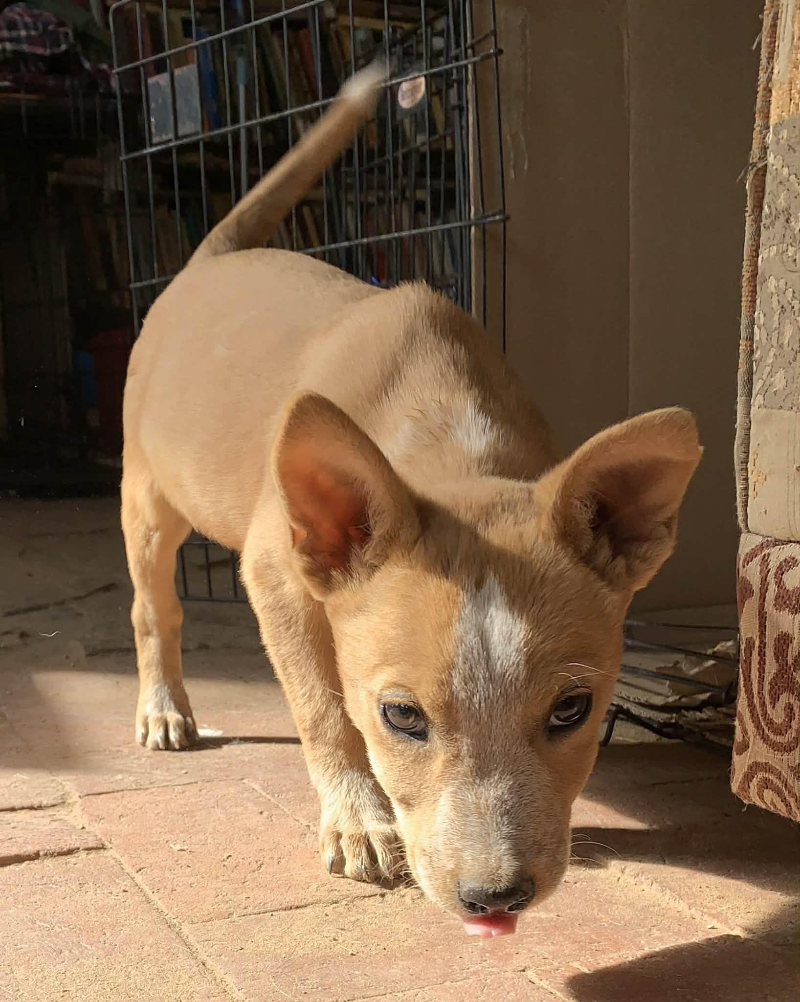 Enlarge Kian, a Adoptable mixed breed in Farmington, NM image 3/3