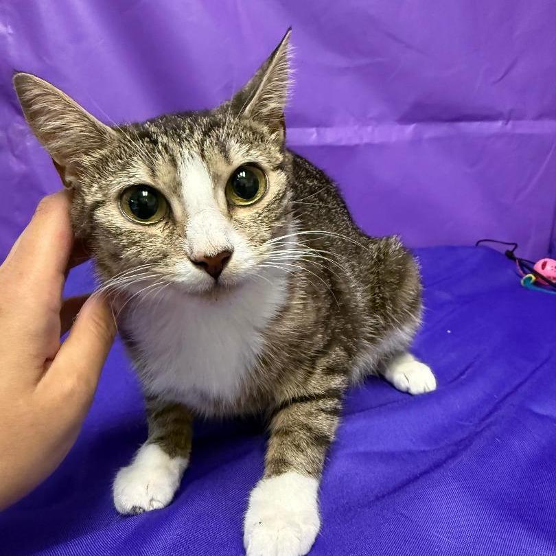 Petra, Adoptable, Adult Female American Shorthair.