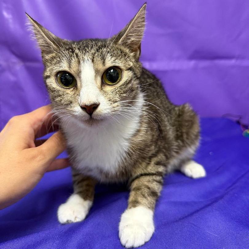 Petra, a Adoptable American Shorthair in North Myrtle Beach, SC image 2/2