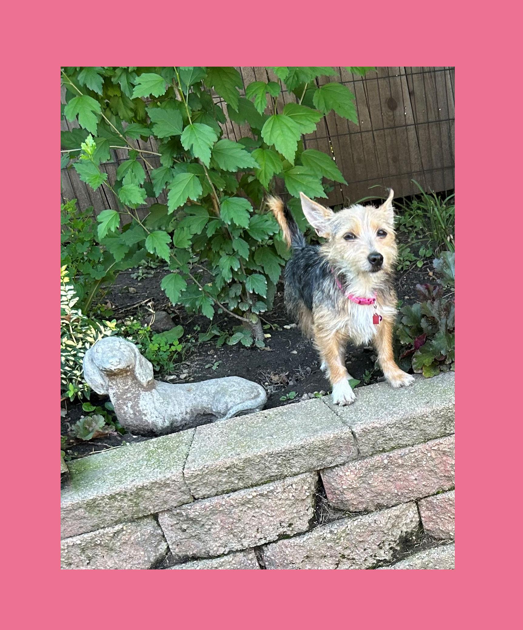 Oakley, Adoptable, Young Female Yorkie Poo & Yorkshire Terrier.
