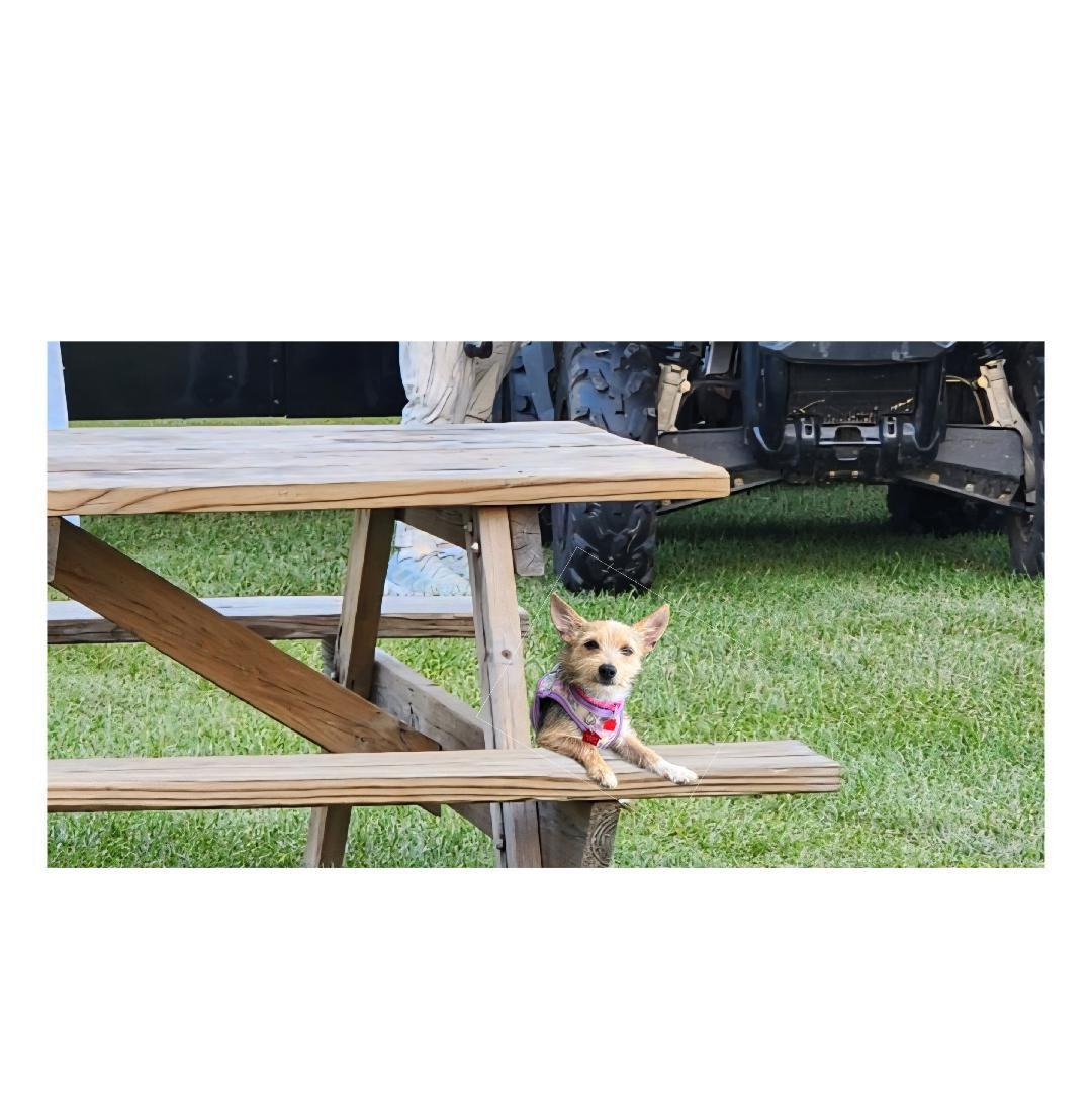 Oakley, a Adoptable mixed breed in Lake Geneva, WI image 3/6