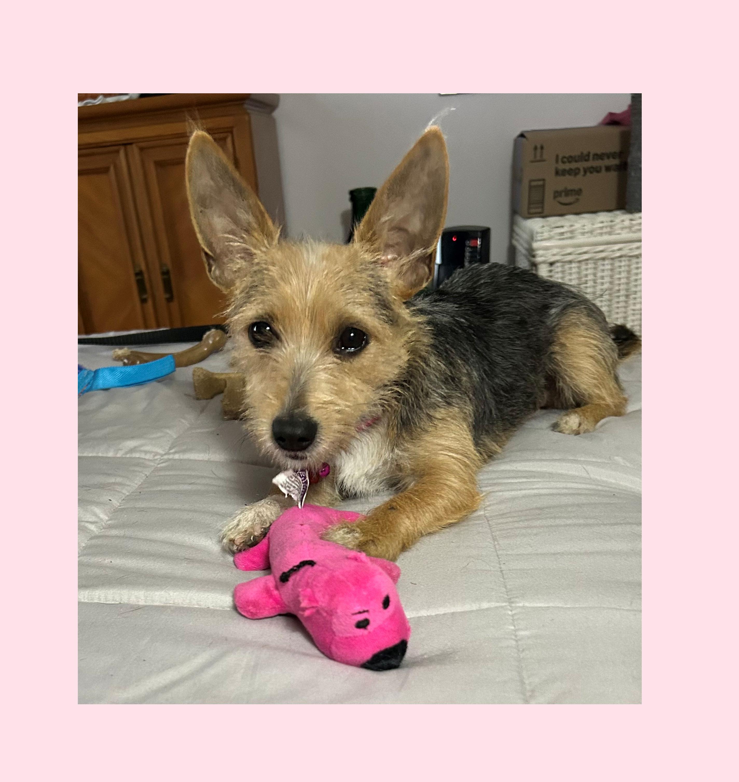 Oakley, a Adoptable mixed breed in Lake Geneva, WI image 6/6