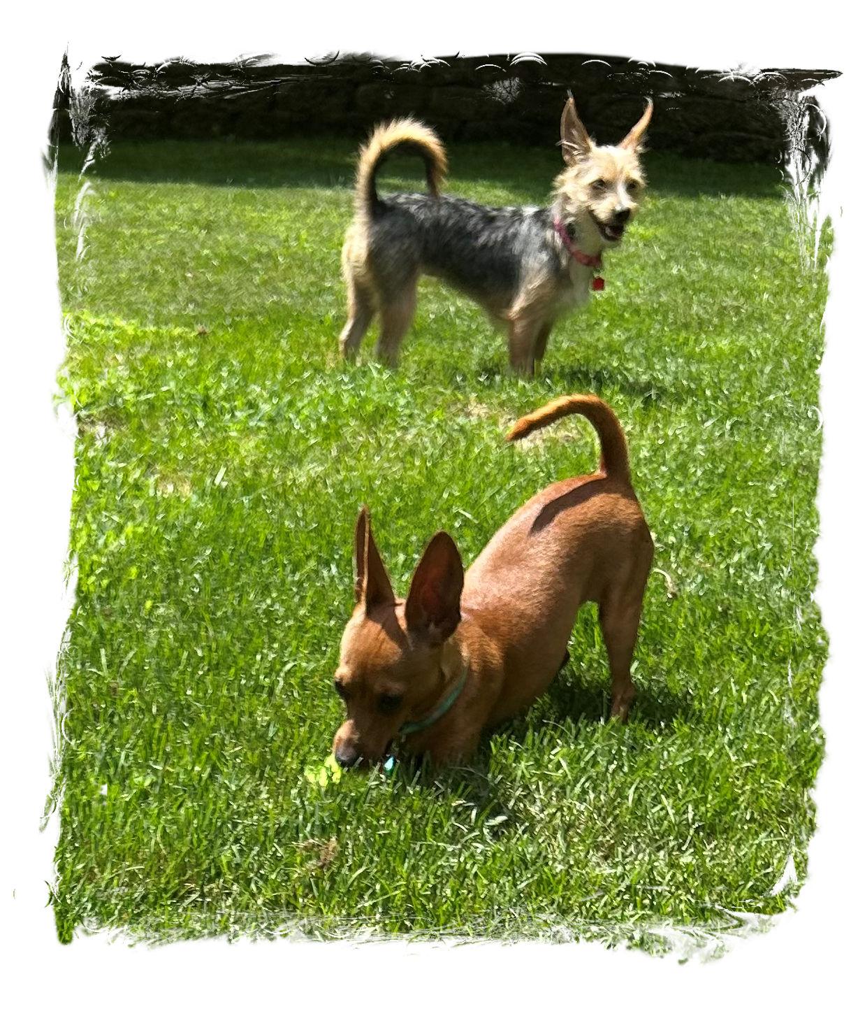 Oakley, a Adoptable mixed breed in Lake Geneva, WI image 2/6
