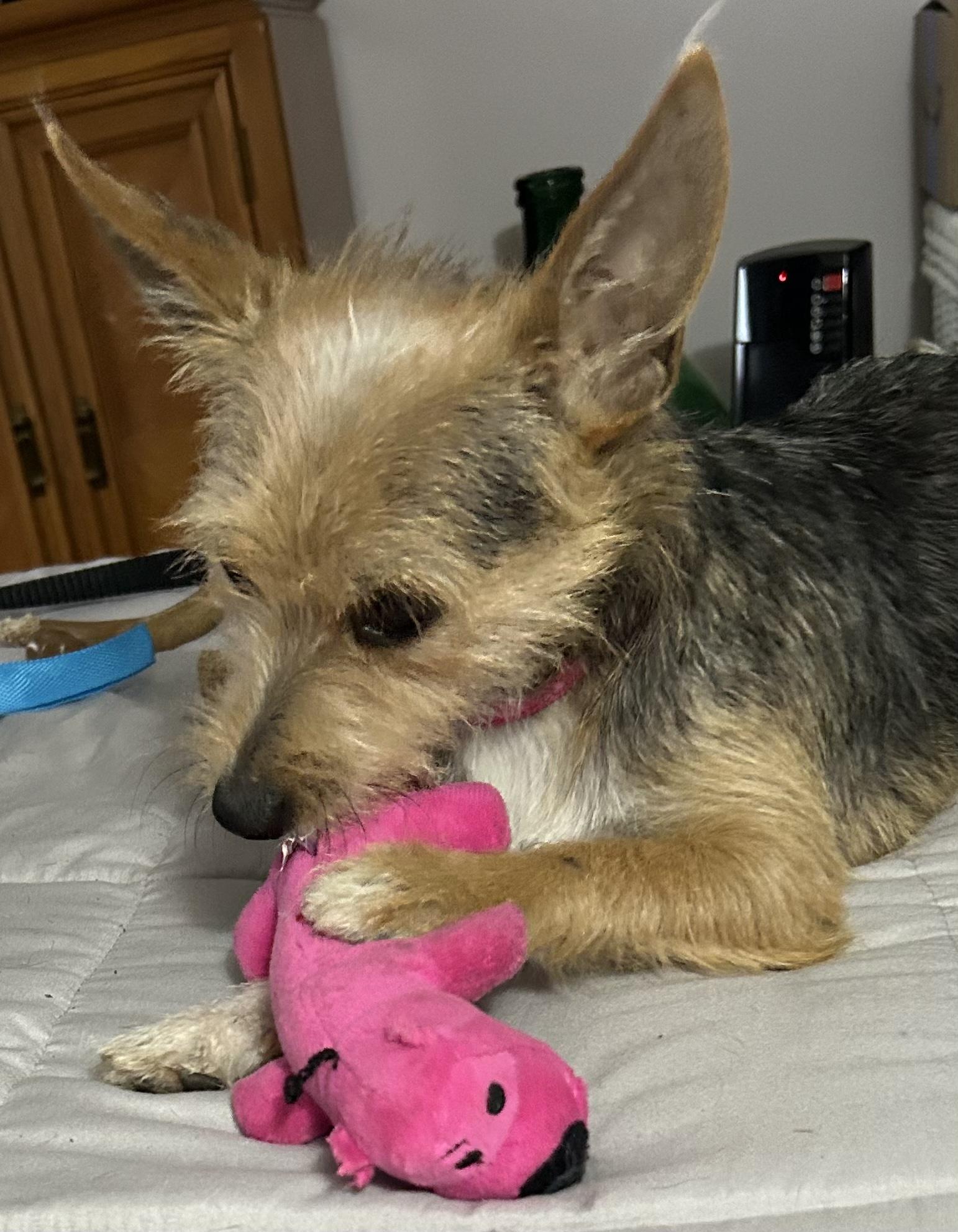 Oakley, a Adoptable mixed breed in Lake Geneva, WI image 4/6