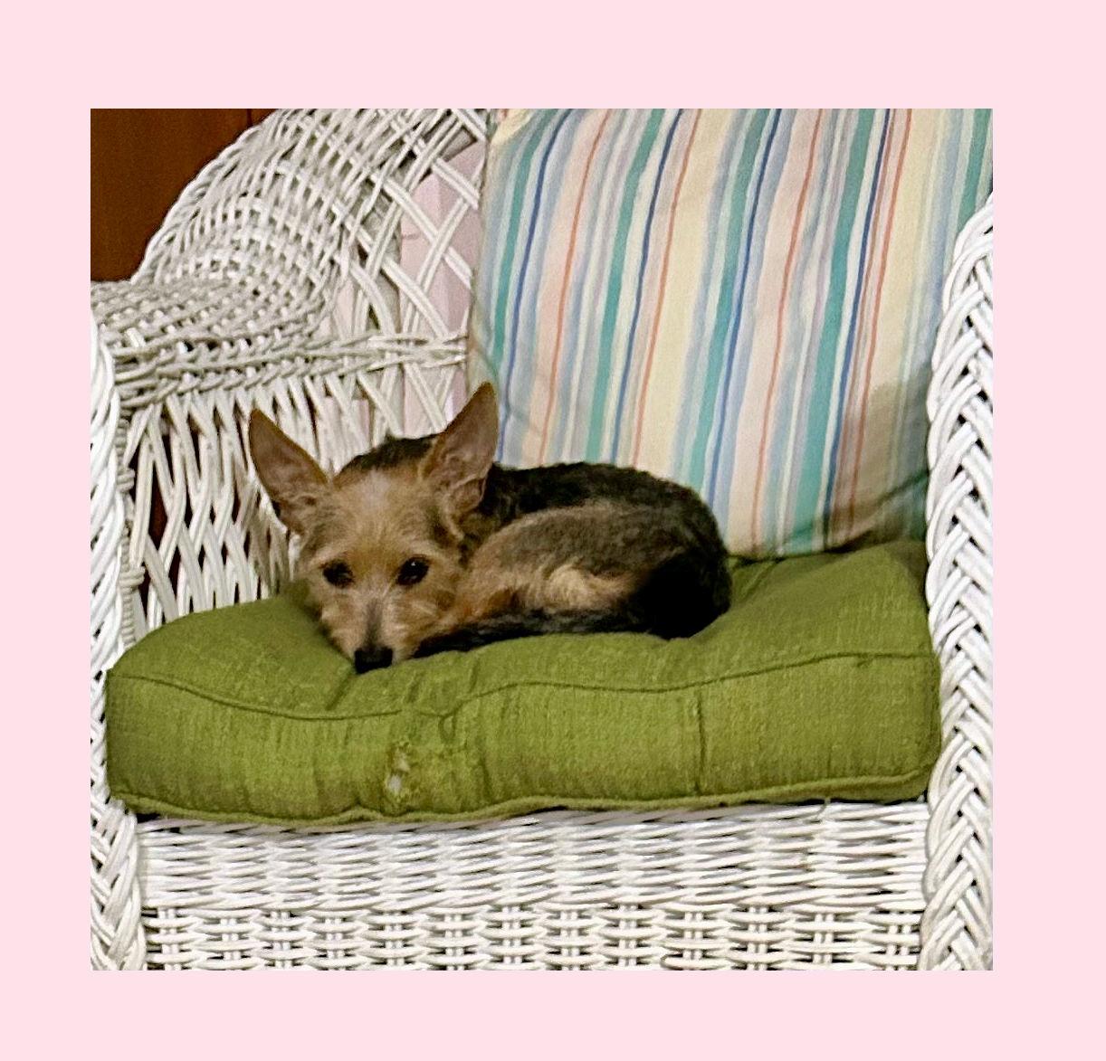 Oakley, a Adoptable mixed breed in Lake Geneva, WI image 5/6