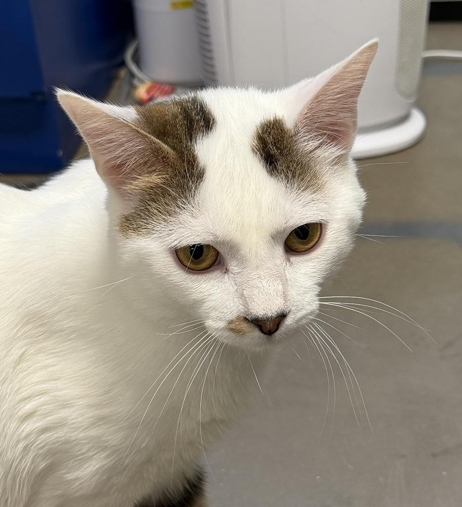 Enlarge Ben Wyatt, a Adoptable Domestic Short Hair in Cary, NC image 1/1