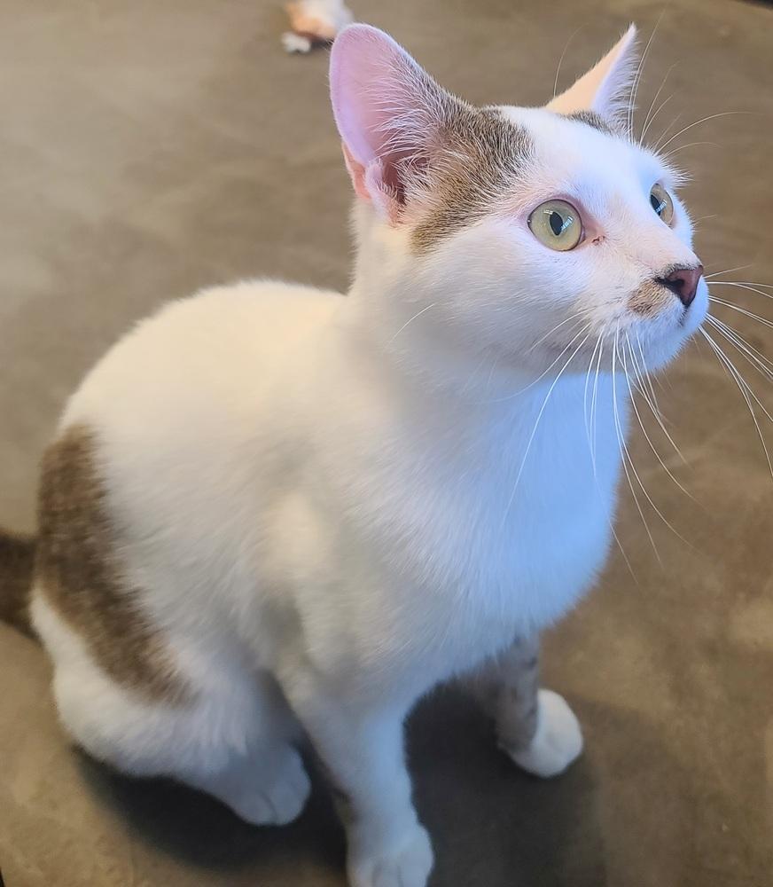 Ben Wyatt (must go w/ Ron Swanson), Adoptable, Adult Male Domestic Short Hair.