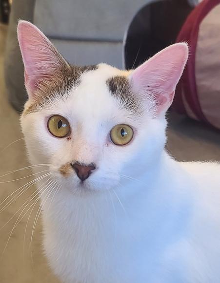 Ben Wyatt (must go w/ Ron Swanson), a Adoptable Domestic Short Hair in Cary, NC image 2/2
