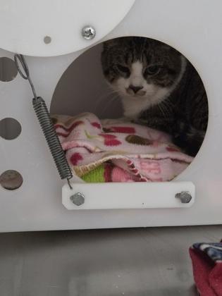 Barista - WORKING CAT, Adoptable, Young Male Domestic Short Hair & Domestic Short Hair.